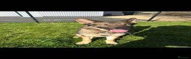 German Shepherd 2