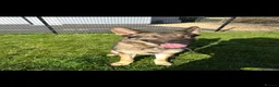 German Shepherd dogs for sale: Full pedigree GS for rehome  in Altrincham - Advert 9