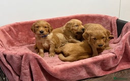 Golden Retriever dogs for sale: Dark Red Golden Retriever Pups Ready 1st November - Image 17