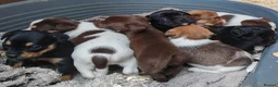 Mixed Breed dogs for sale: 3/4 Labrador Puppies for sale in Barrow-in-Furness - Advert 1