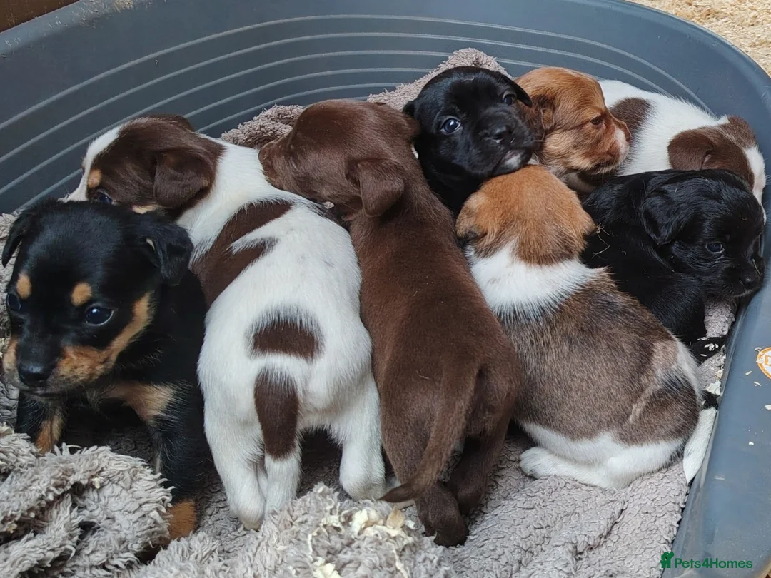 Mixed Breed dogs for sale: 3/4 Labrador Puppies for sale in Barrow-in-Furness - Advert 1
