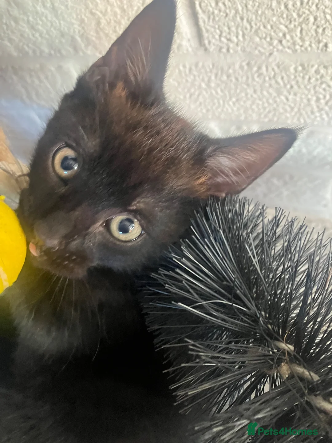 Mixed Breed cats for sale: Female black kitten - Advert 2