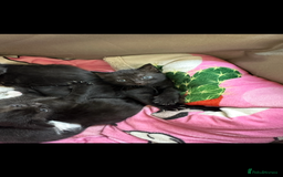 Mixed Breed cats for sale: Gorgeous kittens, 1 male, 1 female - Advert 9