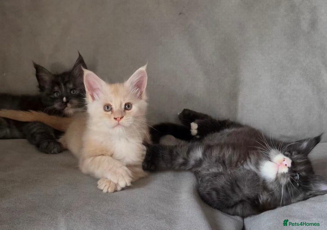 Maine Coon cats Gorgeous pedigree kittens  - Advert 1