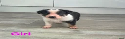 Mixed Breed dogs for sale: Gorgeous Border Collie Cross Puppies - Advert 5