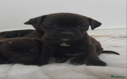 Staffordshire Bull Terrier dogs for sale: Blue Staffordshire Bull Terrier - Image 4