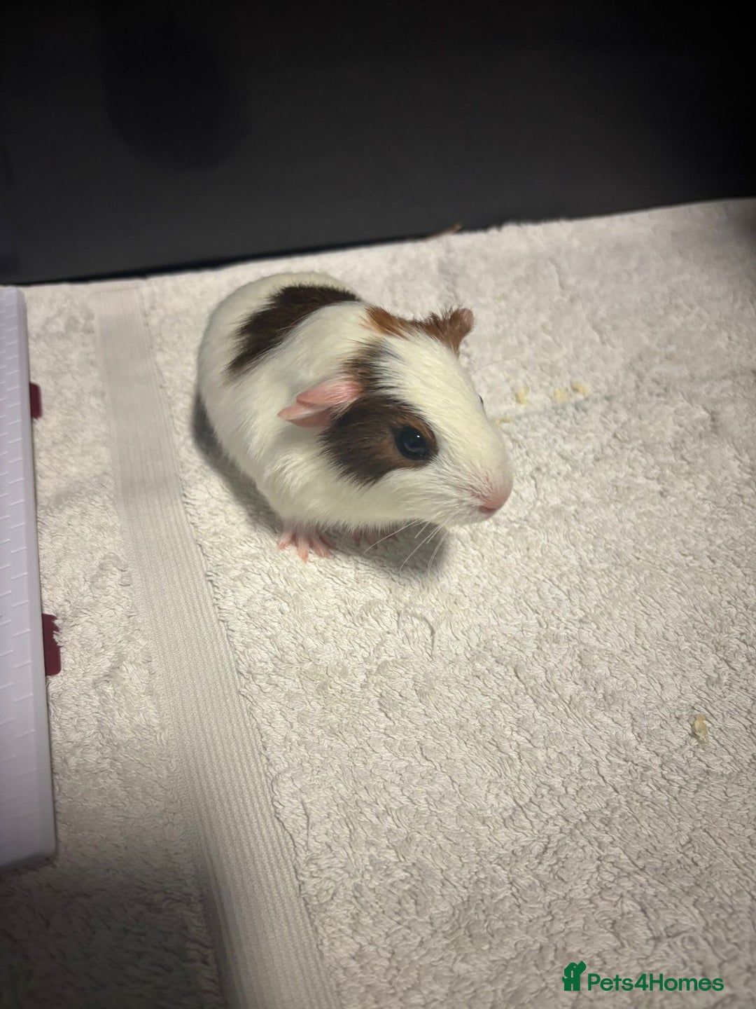 Guinea Pig rodents for sale: Baby Guinea Pigs  - Advert 7