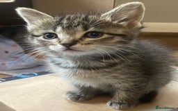 Mixed Breed cats for sale: Kittens available ( ready now ) - Image 2