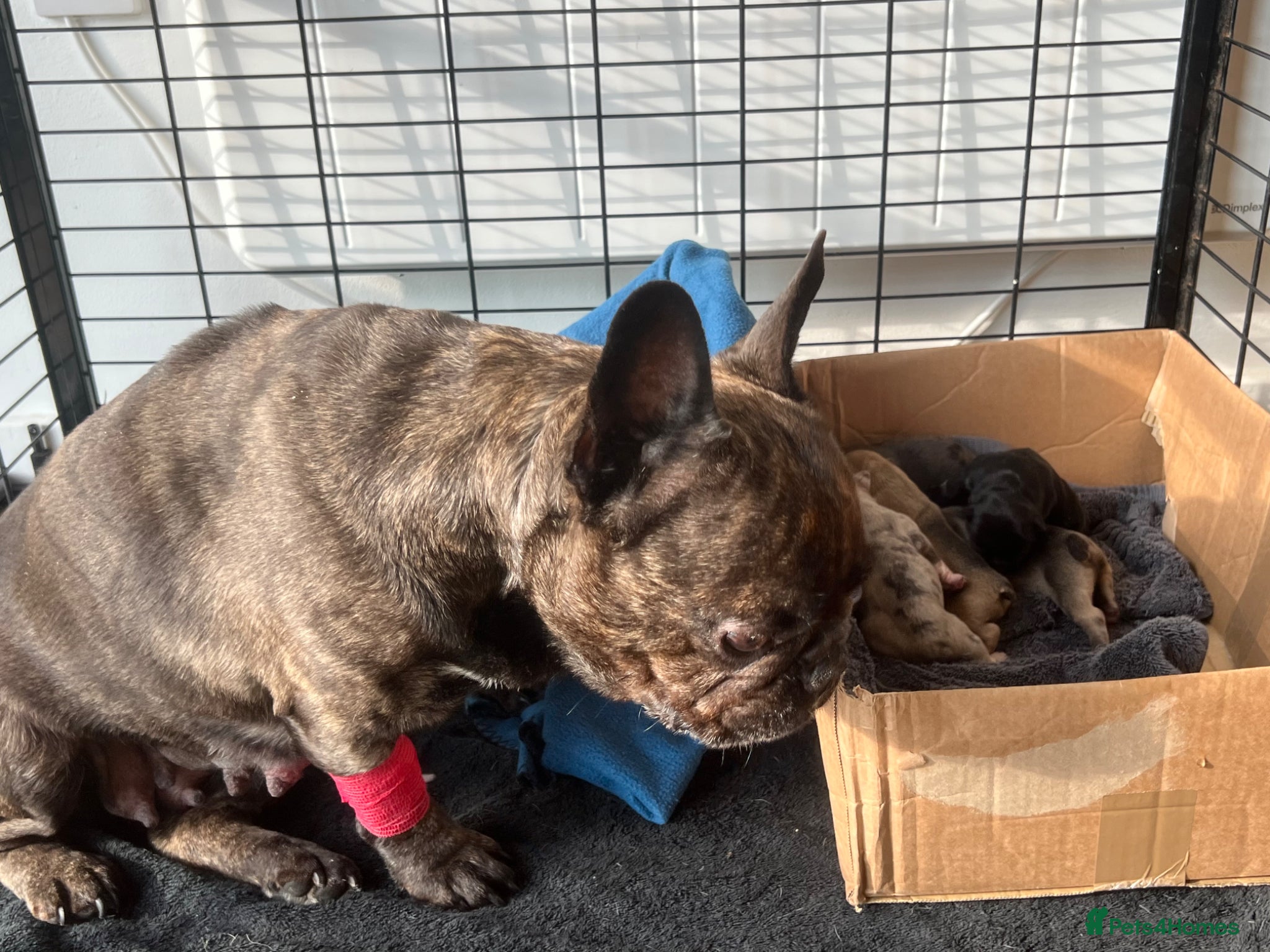 French Bulldog dogs French bulldog puppys  - Advert 1