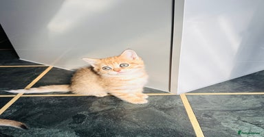 Scottish Fold cats - Advert 1