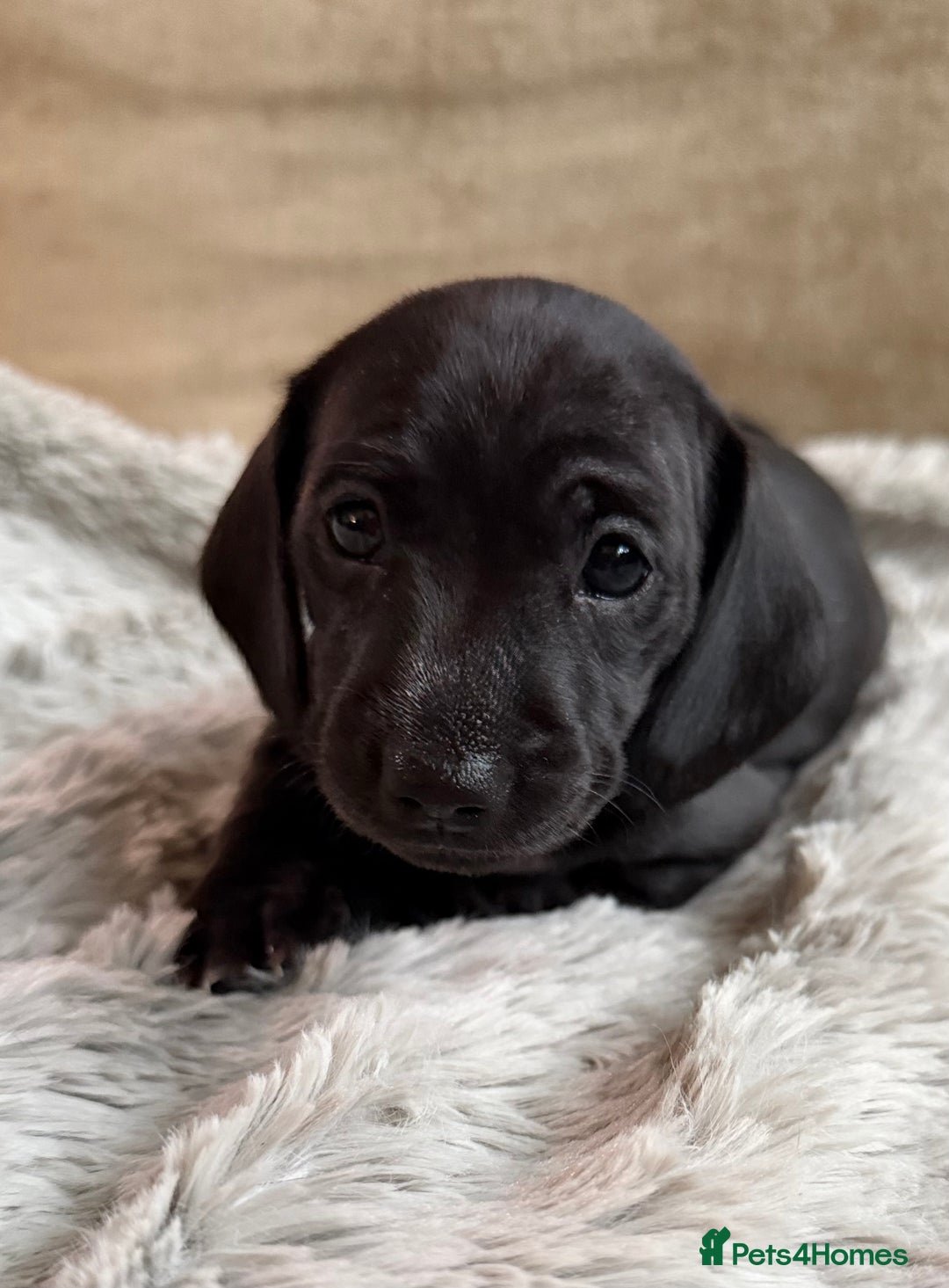 Miniature Dachshund dogs for sale: Rare colour KC registered mini dachshund puppies  - Advert 11