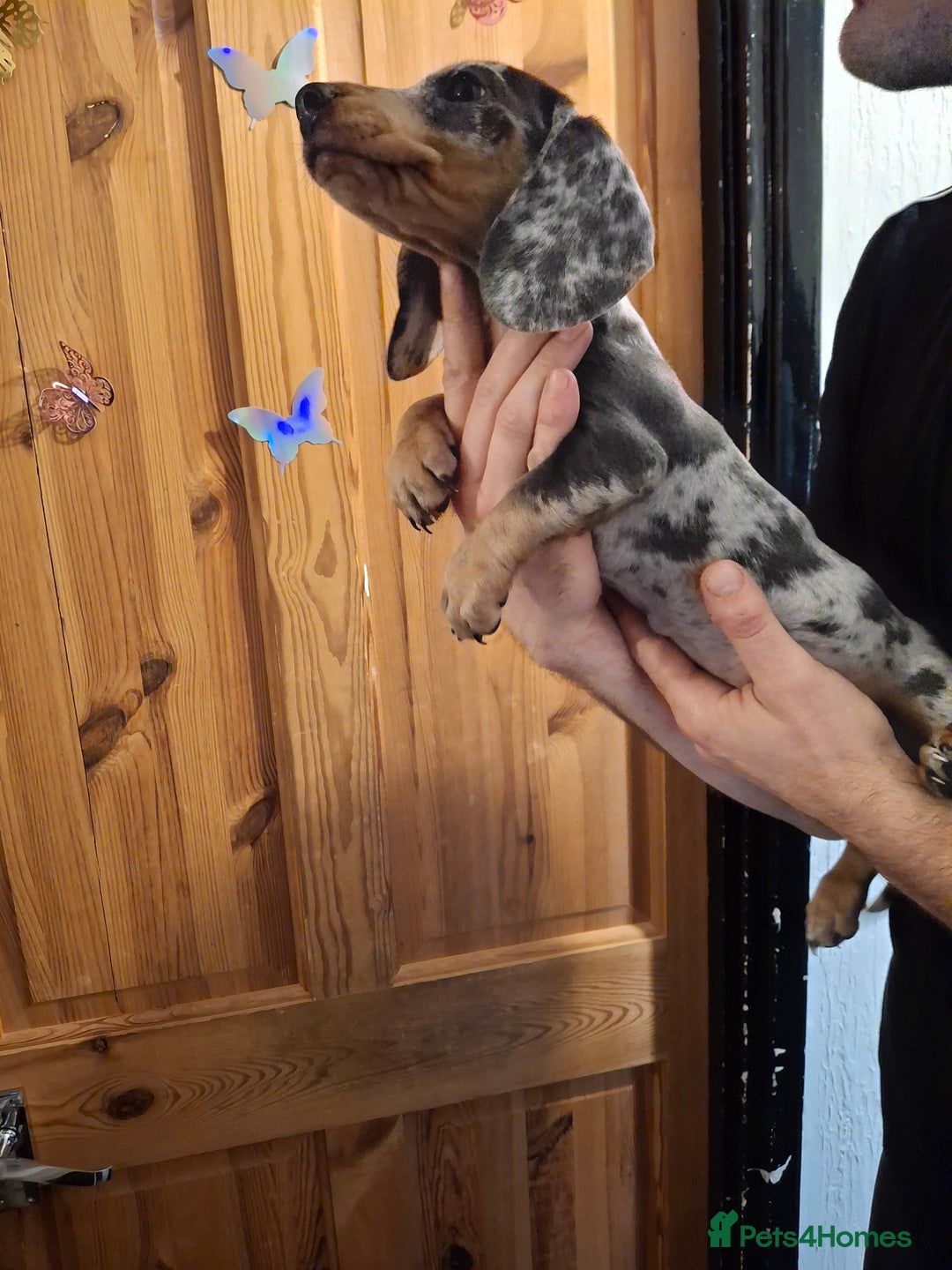 Dachshund dogs for sale: Beautiful Dachshund Puppies looking for a Home - Advert 9
