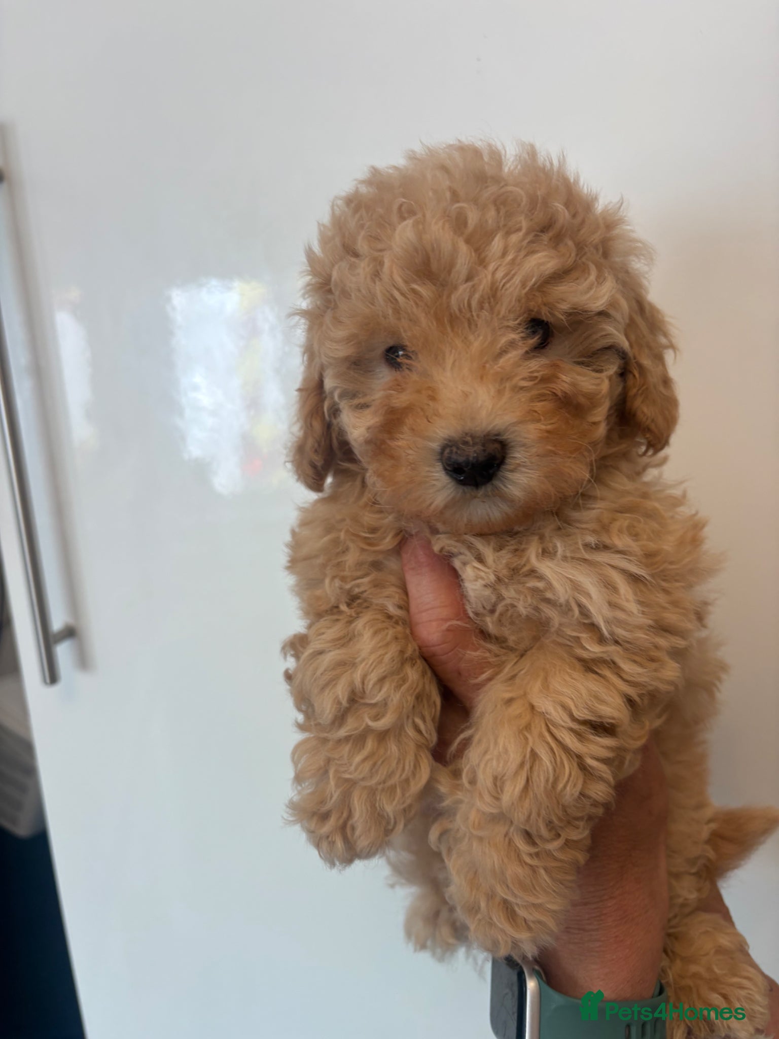 Maltipoo dogs 🤩 1 stunning female Maltipoo 🤩 - Advert 6
