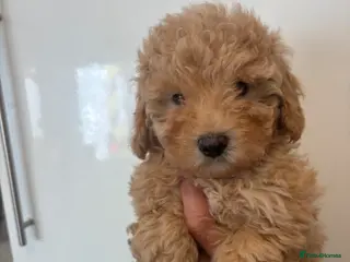 Maltipoo dogs 🤩 1 stunning female Maltipoo 🤩 - Advert 6