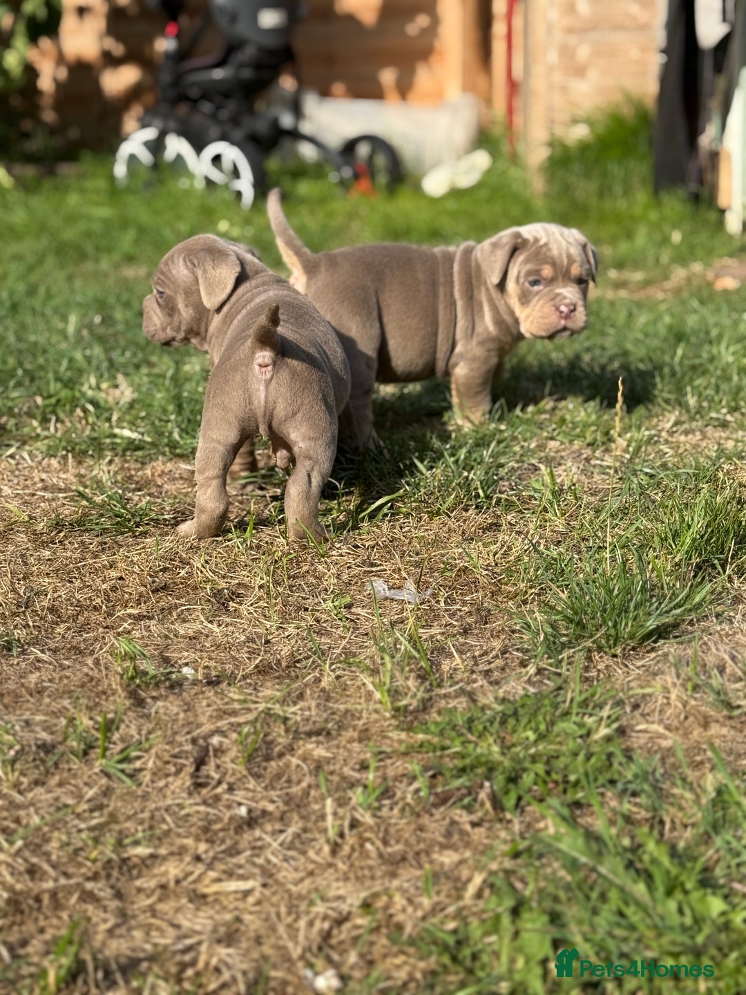 Mixed Breed dogs for sale: Beautiful lilac cane Corso x bulldog pups  - Image 7