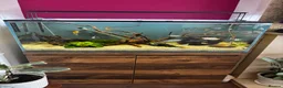 Angelfish fish for sale: Full set up fish tank fluval visi 202 l  in Worksop - Advert 3
