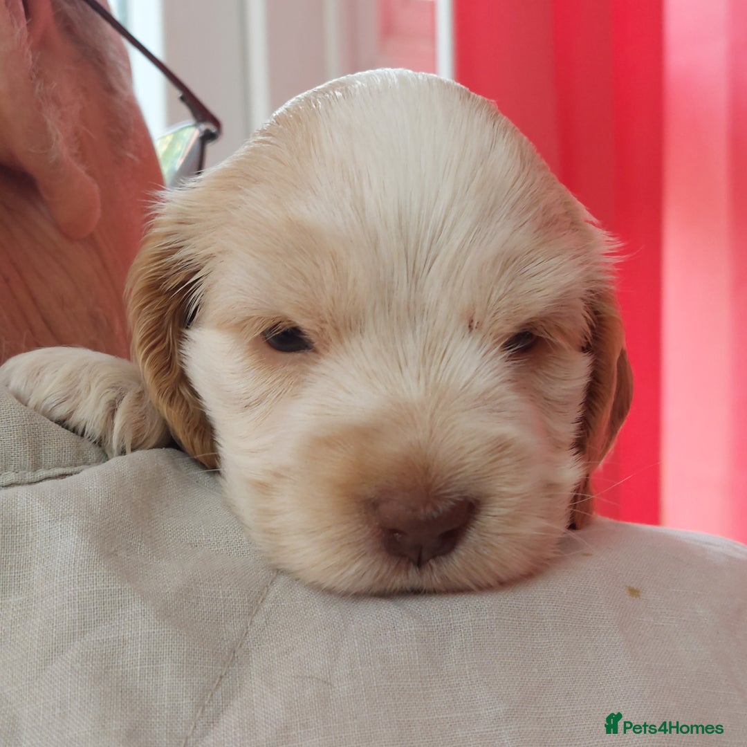 Cocker Spaniel dogs for sale: Kc Reg show type cocker spaniel puppies  - Image 23