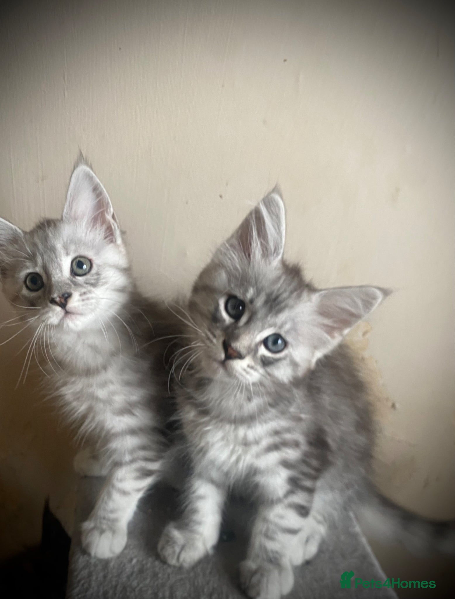 Maine Coon cats for sale: Silver tabby Full Maine Coon Kittens  - Advert 8