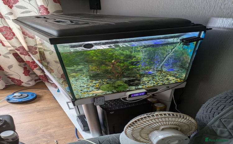 Catfish fish - Advert 3