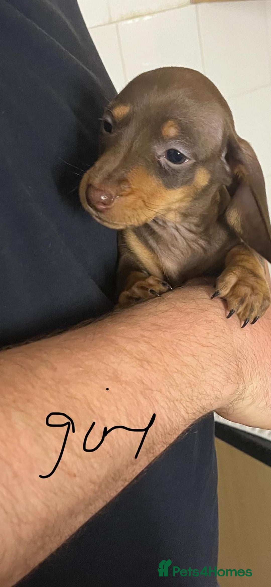 Miniature Dachshund dogs for sale: Mini dachshund - Advert 3