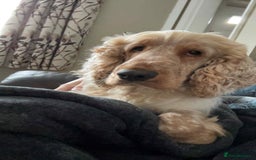 Cocker Spaniel dogs for sale: **waiting list now open** Quality show spaniels  - Image 4