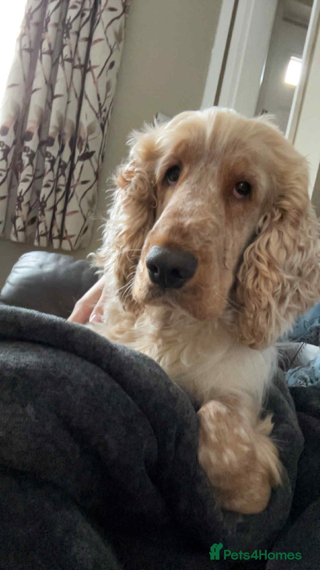 Cocker Spaniel dogs for sale: **waiting list now open** Quality show spaniels  - Image 4