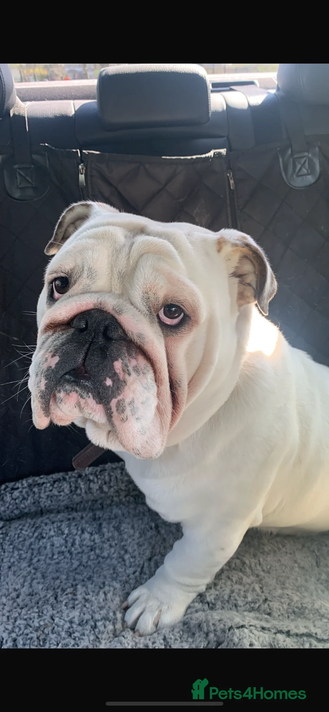 English Bulldog dogs for stud: English bulldog for stud in Yateley - Advert 1