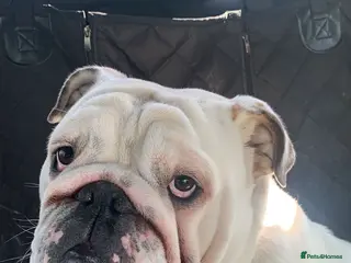 English Bulldog dogs English bulldog for stud - Advert 1