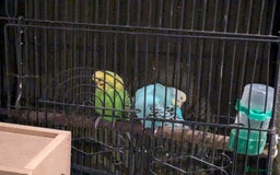 Budgerigars birds for sale: Budgies for sale - Image 2