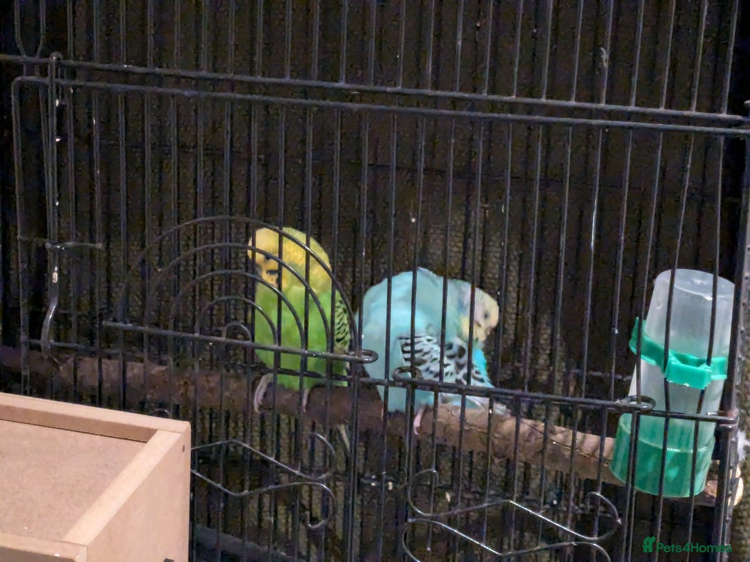 Budgerigars birds for sale: Budgies for sale - Image 2