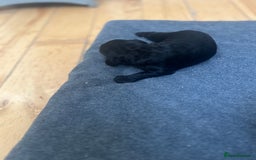 Cockapoo dogs for sale: Beautiful litter of merle and black cockapoos  - Image 5