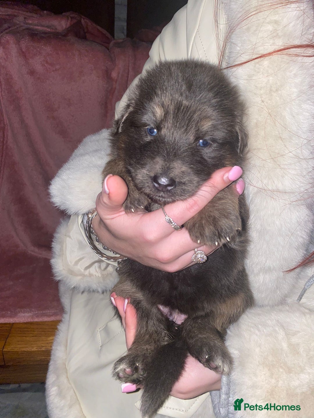 German Shepherd dogs for sale: Blue eyed long hair, blue German shepherds - Advert 19