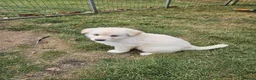 German Shepherd dogs for sale: German Shepherd Puppies - Advert 7