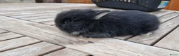 Lionhead rabbits for sale: Purebred Lionheads for sale - Advert 8