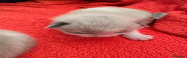 Ragdoll Kitten 2