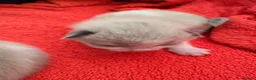 Ragdoll cats for sale: Beautiful 100% ragdoll babies - Advert 9