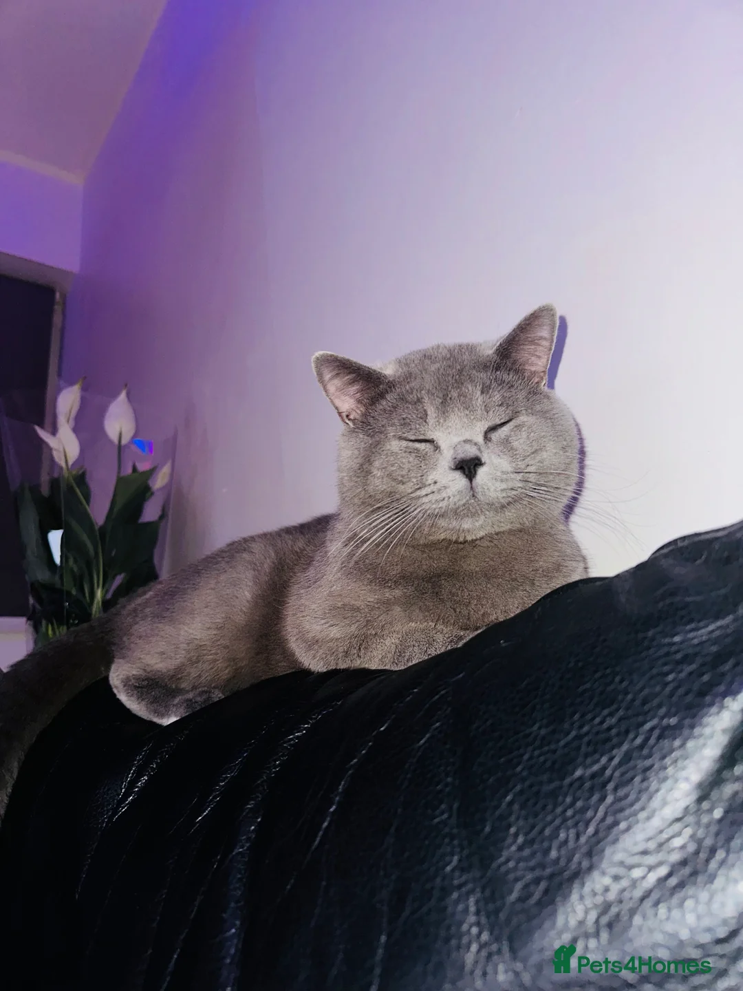 British Shorthair cats for sale: Male british shorthair cat - Advert 2