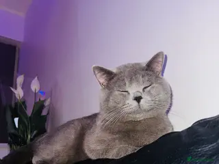 British Shorthair cats Male british shorthair cat - Advert 2