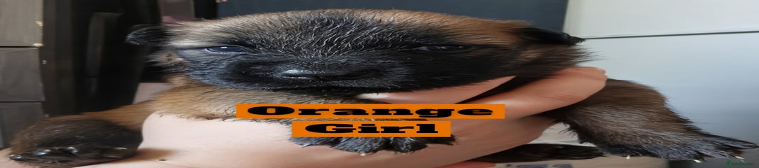 Orange collar 