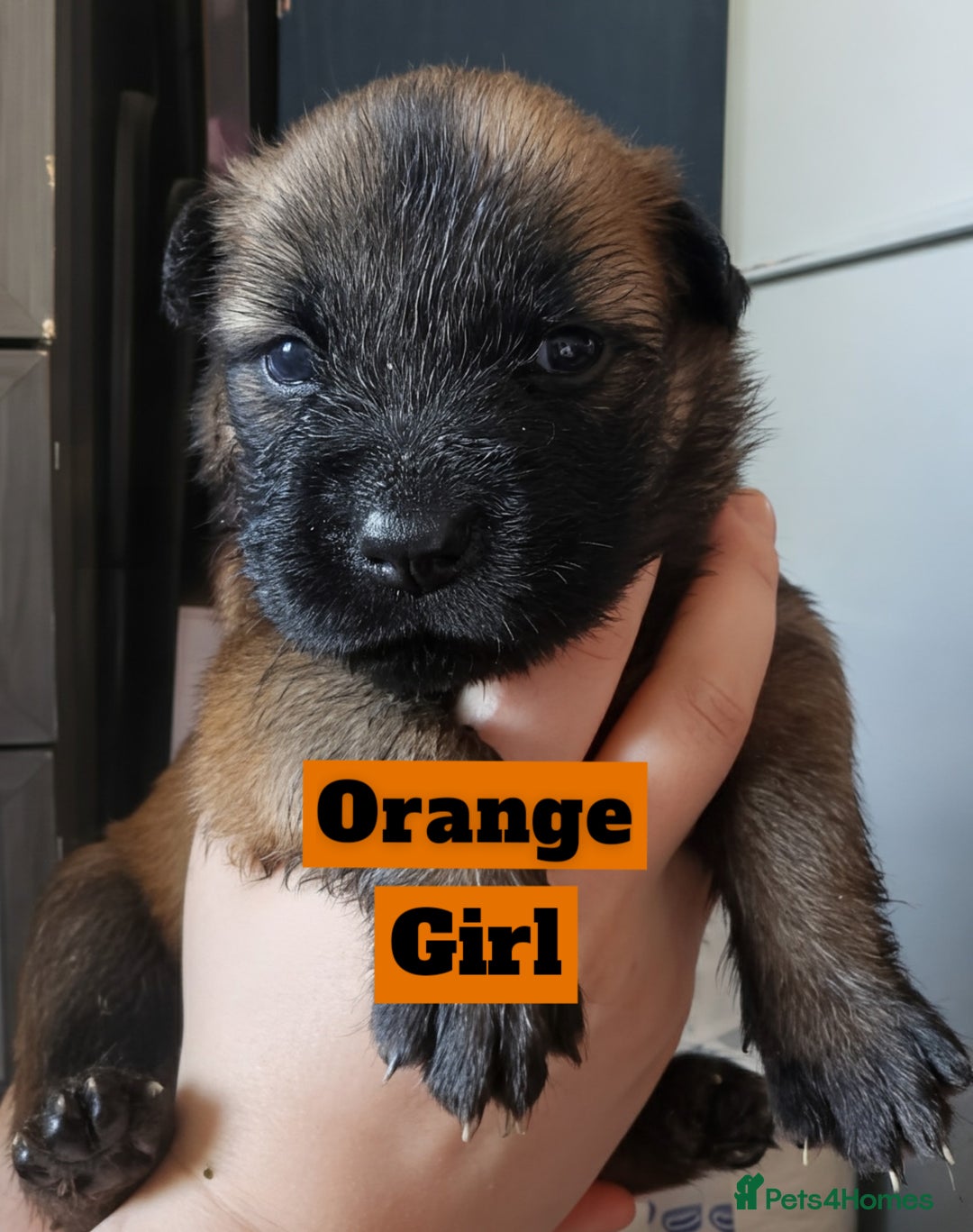 Mixed Breed dogs for sale: Belgian Malinois X Shar-pei puppies  - Image 15