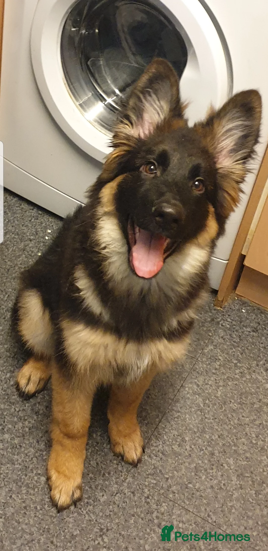 German Shepherd dogs for sale: German shepherd  - Advert 1