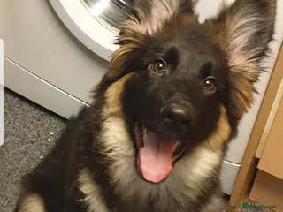 German Shepherd dogs German shepherd - Advert 1