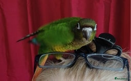 Parakeets birds for sale: Handreared Conures! Kakariki and lovebirds  - Image 20