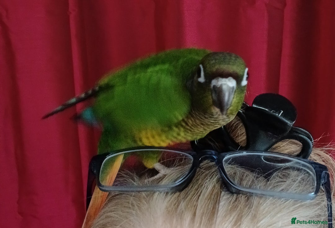 Parakeets birds for sale: Handreared Conures! Kakariki and lovebirds  - Image 20