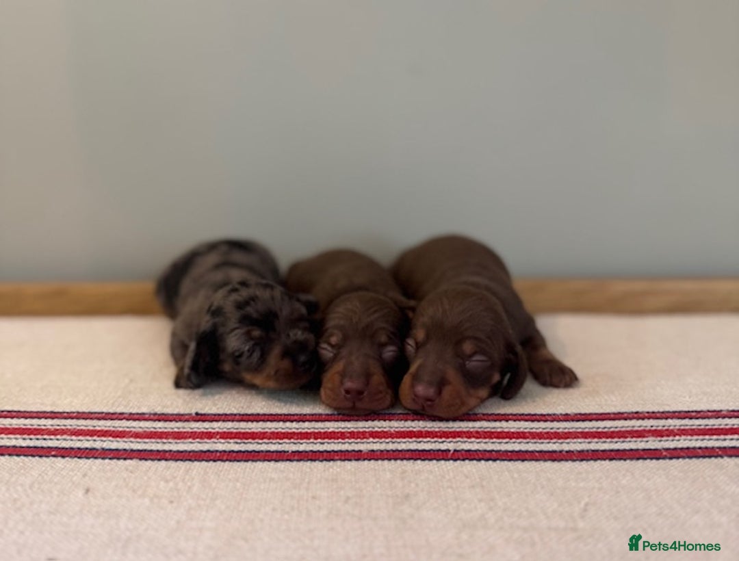 Miniature Dachshund dogs for sale: KC reg v small miniature smooth dachshund puppies - Image 3
