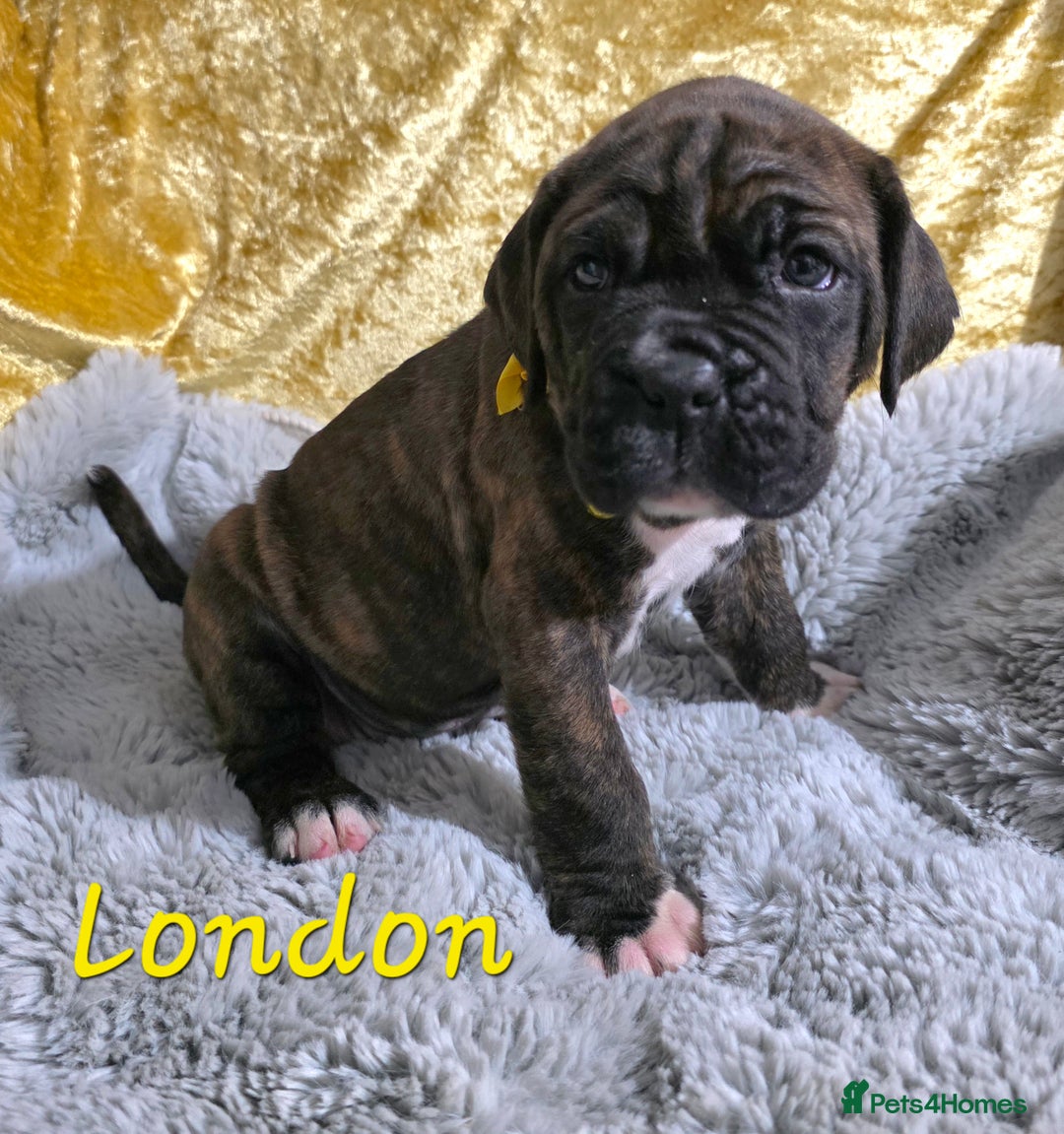 Boxer dogs for sale: Very unusual & Rare Boxer cross - Advert 34