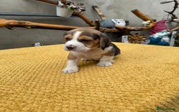 Beagle dogs for sale: Beagle puppies ready soon💕 - Image 17