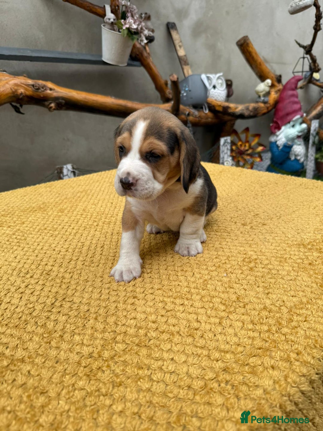 Beagle dogs for sale: Beagle puppies ready soon💕 - Image 17