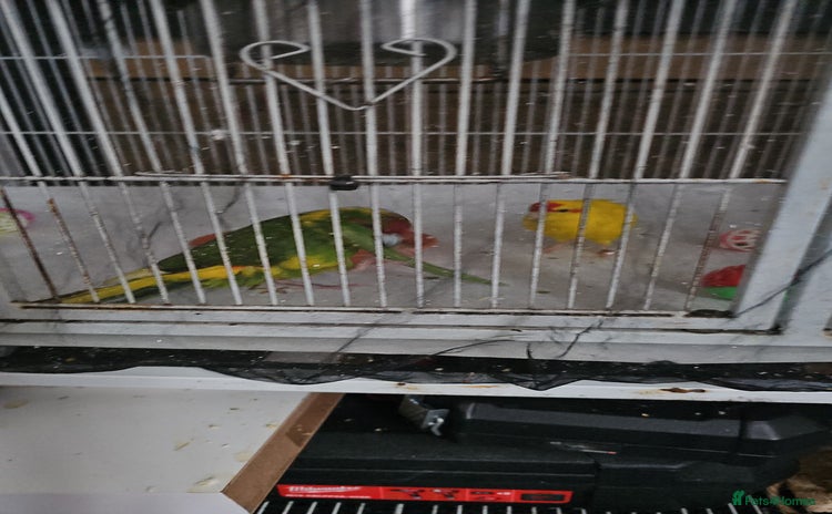 Cockatiels birds - Advert 2