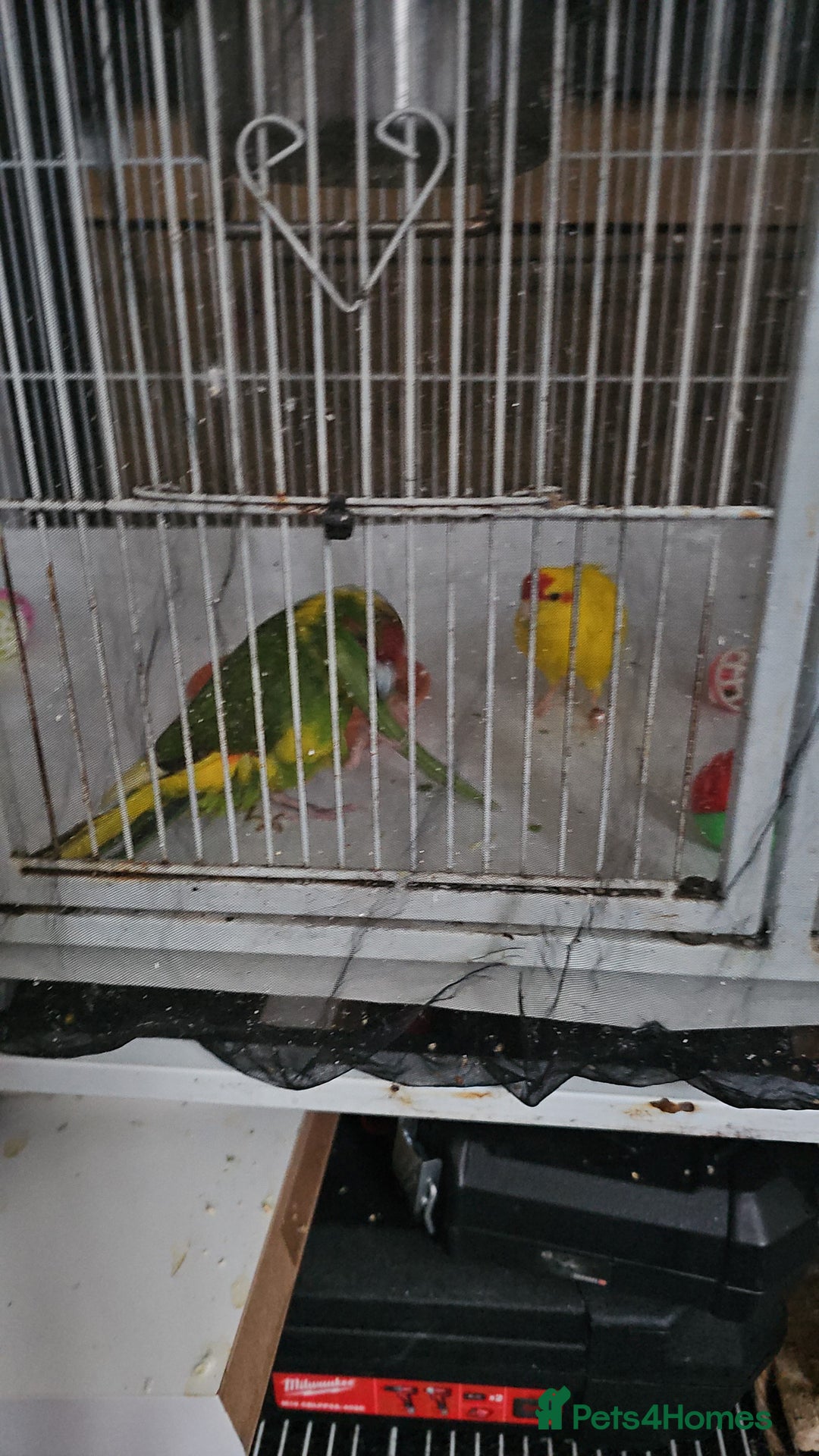 Cockatiels birds for sale: Kakarviki male and female cocktail one - Image 1